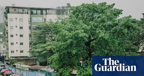 ‘The soul of the city’: can Kinshasa’s last remaining baobab tree be saved?