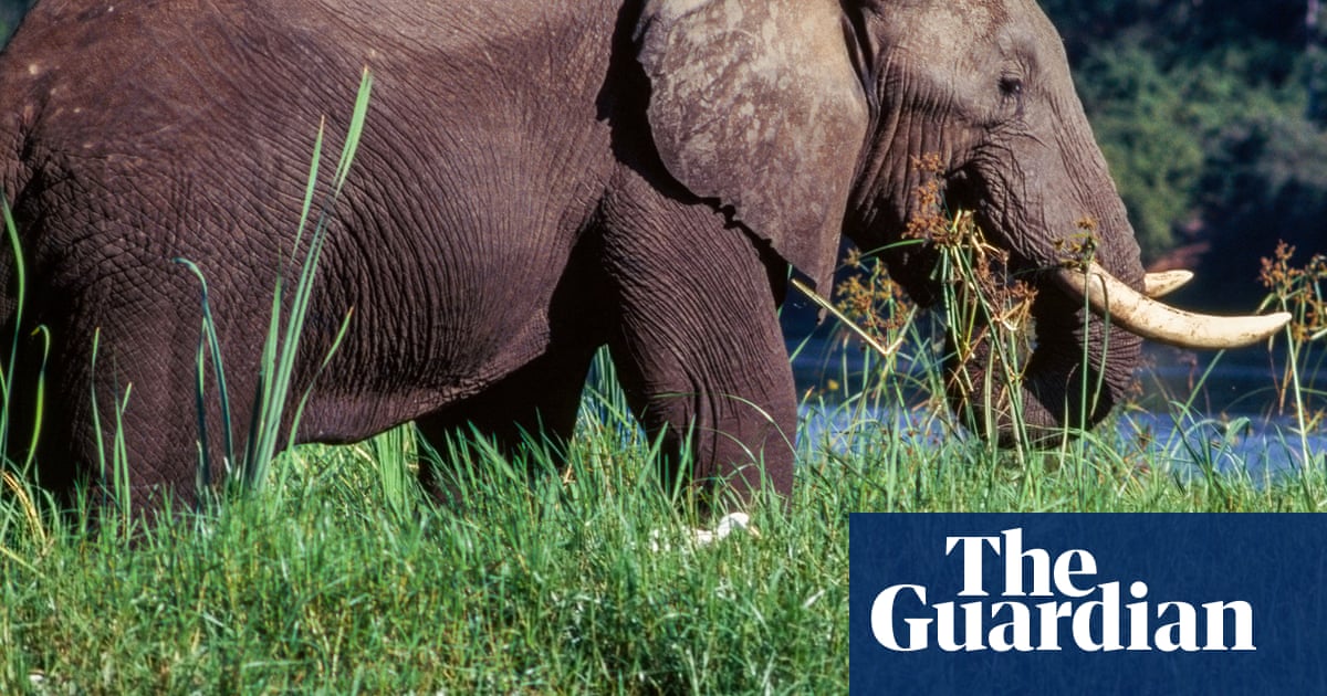 Two tourists from UK and New Zealand killed by elephant, Zambian police say