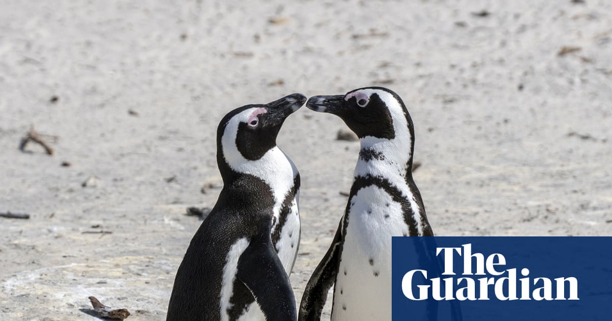 60,000 African penguins starve to death after sardine numbers collapse – study