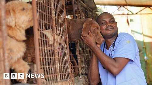 Nigerians abandon their pets due to cost-of-living crisis