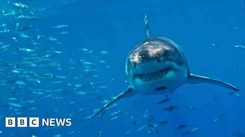 Great white sharks face extinction in Mediterranean, say researchers