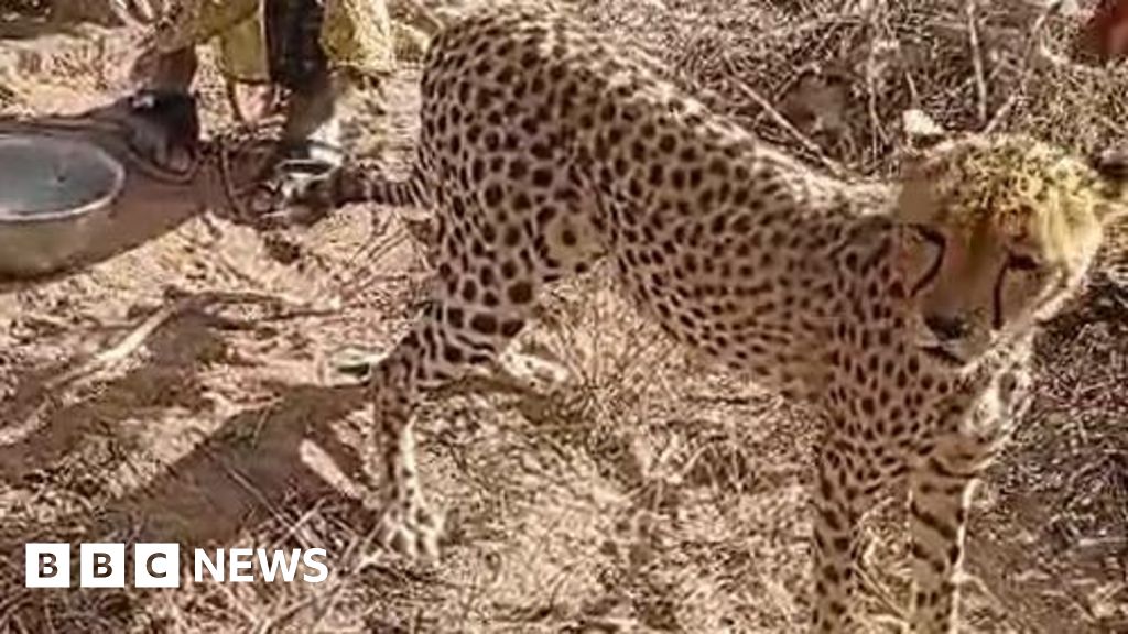 Kenya cheetah cub raised by Wajir family: 