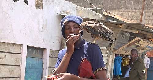 Kenya: the man rescuing wild birds, even without a roof over his head | Africanews
