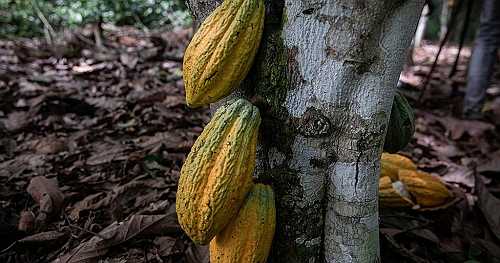 Ivory Coast: Cocoa industry in limbo as prices fall | Africanews
