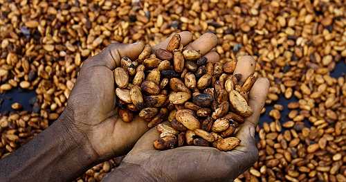 Ivory Coast to buy entire stockpile of cocoa beans as stocks pile up | Africanews