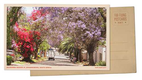 Greetings from Johannesburg, South Africa, where spring bursts with jacaranda blooms