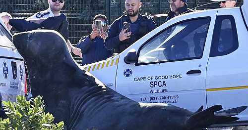 South African town wakes up to elephant seal hobbling down its streets | Africanews