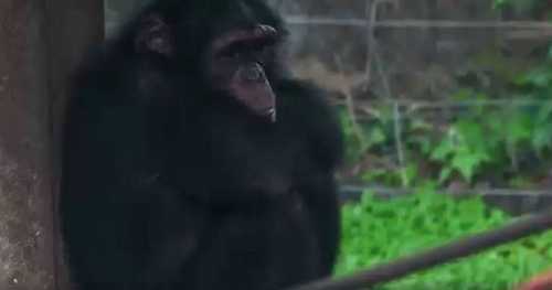 Sierra Leone: popular chimpanzee sanctuary under threat from encroachment | Africanews