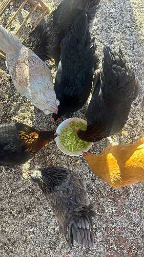 22 Week Old Chicken Update