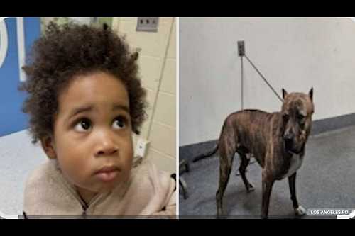 Updated: Mother Arrested After Toddler and Dog Left in Car During Attempted Theft in Highland Park - Yall Know What