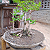 Post: This is the bonsai.. my brother inLaw made this plant.. so very beautifull  #bonsai ...