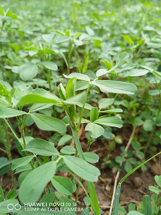 صباحُ الخيرِما ولا أخلقُ لنفسي..كيفَ...