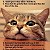 Post: Cat Commandments