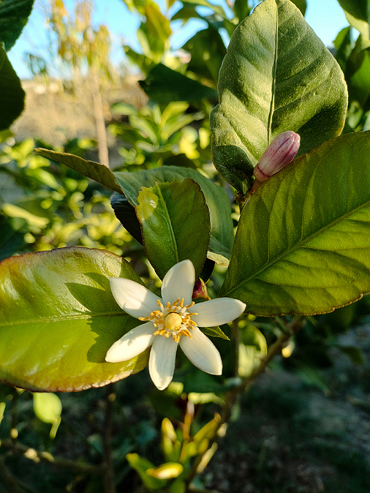فن التصوير الفوتوغرافي الفوتوغرافي والابتكار في العصر الحديث.
