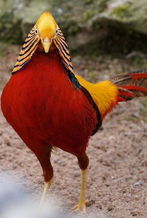 A beautiful bird, do you know its name?#Birds #beautiful #beautifulcreatures