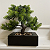 Product: Faux Bonsai Tree