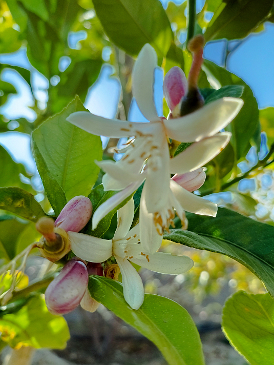 تصويري اليومي