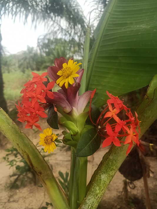 Flower and my WhatsApp number +2348125300466 In case anyone wants to work with me am ready