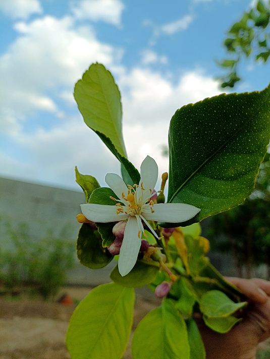 صباح يا أرضيات ، يوم جديد لتثبيت لحلامك بينك ...