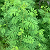 Post: If you see this plant in your garden, youre sitting on gold and dont even know it! ...