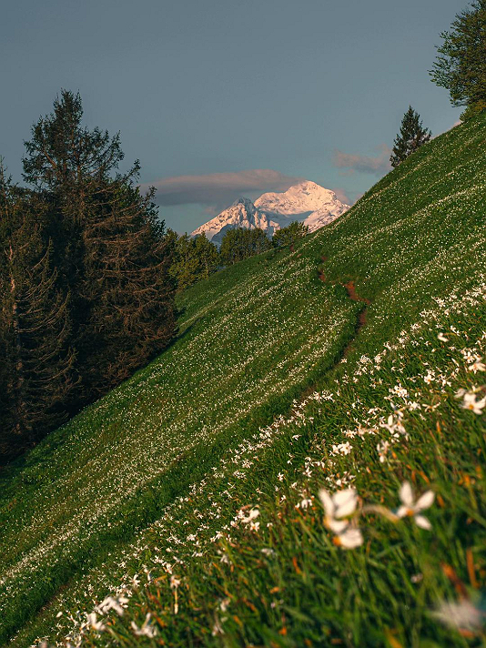 ولكن قلبي لا تنسى تذكراًحكمة توفيقانا اللاشيء تنسج...