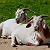 Post: #ForYourInformation     10 Benefits of Goat milk1. **Easy to Digest**   Goat milk contains...