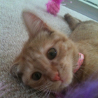 Blaqsbi Cat Lovers Group