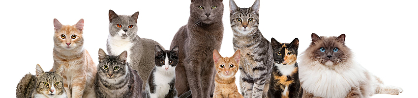 Cat Lovers