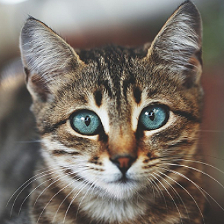 Cat Lovers
