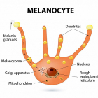 The Value of MELANIN