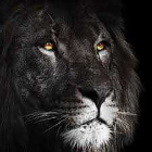 WE ARE THE BLACK LIONS