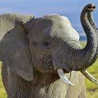 stop elephant poaching